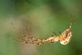 Tetragnathidae_0704