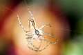 Tetragnathidae_1365