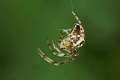 Tetragnathidae_4323