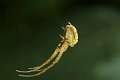 Tetragnathidae_4487
