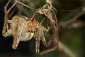 Tetragnathidae_4600
