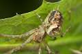 Tetragnathidae_4613