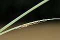 Tetragnathidae_7947