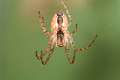 Tetragnathidae_8461