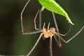Tetragnathidae_8729