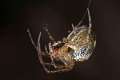 Tetragnathidae_9476