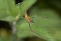 Tetragnathidae_9683