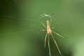 Tetragnathidae_9687