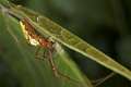 Tetragnathidae_9801