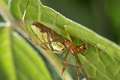Tetragnathidae_9805