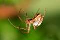 Tetragnathidae_meta-1