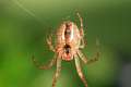 Tetragnathidae_meta-2
