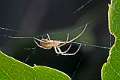 Tetragnathidae_metellina-2