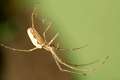 Tetragnathidae_tetragnatha-2