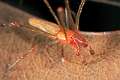 Tetragnathidae_tetragnatha-4