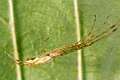 Tetragnathidae_tetragnatha