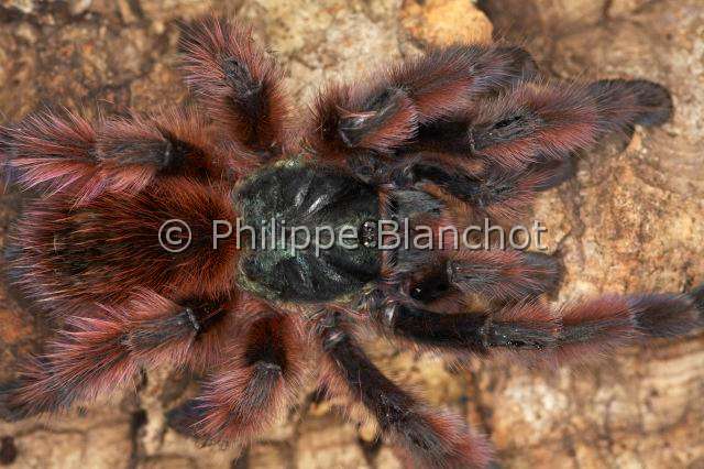 Theraphosidae_0952.JPG - France, Martinique, Theraphosidae, Mygale, Aviculaire antillaise ou Matoutou falaise (Avicularia versicolor), Antilles pinktoe tarantula, Martinique Red Tree Spider or Martinique pinktoe