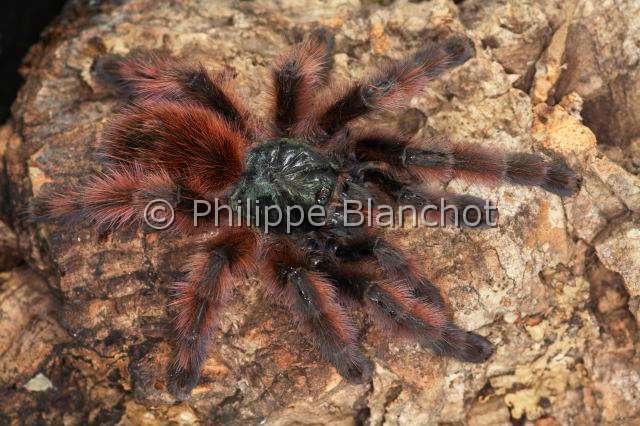 Theraphosidae_0962.JPG - France, Martinique, Theraphosidae, Mygale, Aviculaire antillaise ou Matoutou falaise (Avicularia versicolor), Antilles pinktoe tarantula, Martinique Red Tree Spider or Martinique pinktoe