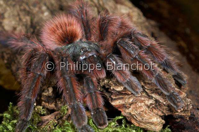 Theraphosidae_1018.JPG - France, Martinique, Theraphosidae, Mygale, Aviculaire antillaise ou Matoutou falaise (Avicularia versicolor), Antilles pinktoe tarantula, Martinique Red Tree Spider or Martinique pinktoe, in "Portraits d'araignées" de Christine Rollard et Philippe Blanchot, ed. Quae