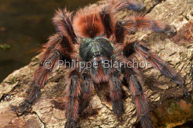 Theraphosidae_1046.JPG - France, Martinique, Theraphosidae, Mygale, Aviculaire antillaise ou Matoutou falaise (Avicularia versicolor), Antilles pinktoe tarantula, Martinique Red Tree Spider or Martinique pinktoe