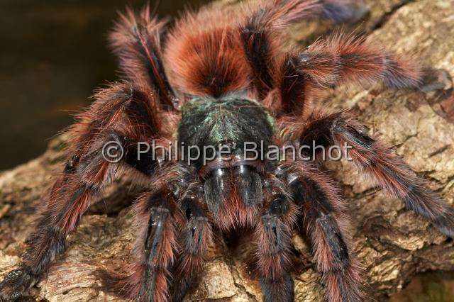 Theraphosidae_1050.JPG - France, Martinique, Theraphosidae, Mygale, Aviculaire antillaise ou Matoutou falaise (Avicularia versicolor), Antilles pinktoe tarantula, Martinique Red Tree Spider or Martinique pinktoe