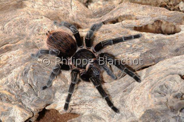 Theraphosidae_1614.JPG - Mexique, Araneae, Mygalomorphae, Theraphosidae, Mygale (Brachypelma vagans), Mexican red rump or Mexican black velvet