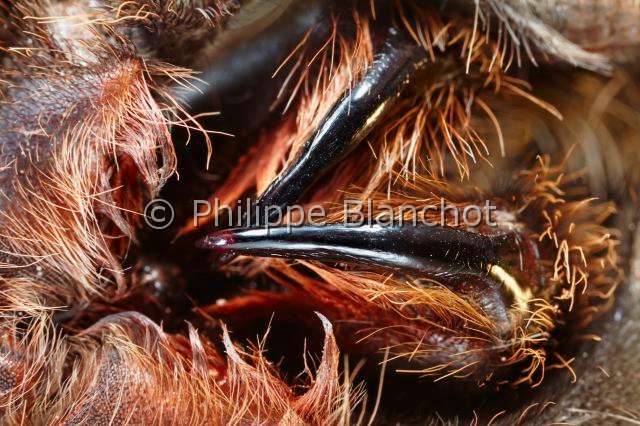 Theraphosidae_6106.JPG - France, Paris (75), Muséum national d'Histoire naturelle, Laboratoire d'arachnologie, Chélicères de mygale exotique de la familles des Theraphosidae, genre Brachypelma, araignée orthognathe, Chelicerae of exotic tarantulas, Theraphosidae, Brachypelma sp, Orthognathous spider