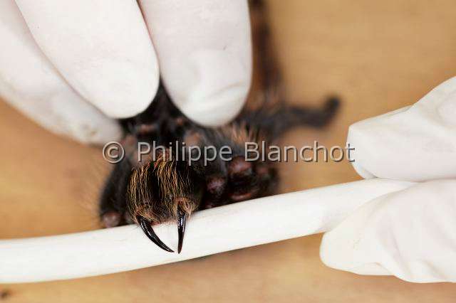 Theraphosidae_6176.JPG - France, Paris (75), Muséum national d'Histoire naturelle, manipulation et prélèvement de venin de mygale, Brachypelma albopilosum (Theraphosidae), manipulation and sampling on a tarantula venom
