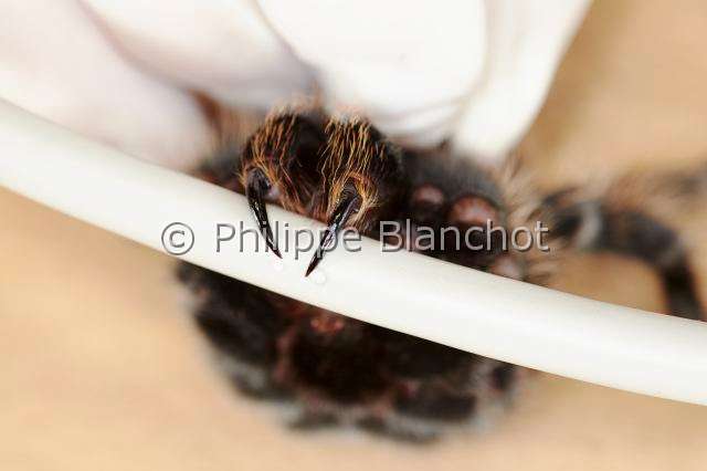 Theraphosidae_6191.JPG - France, Paris (75), Muséum national d'Histoire naturelle, manipulation et prélèvement de venin de mygale, Brachypelma albopilosum (Theraphosidae), manipulation and sampling on a tarantula venom
