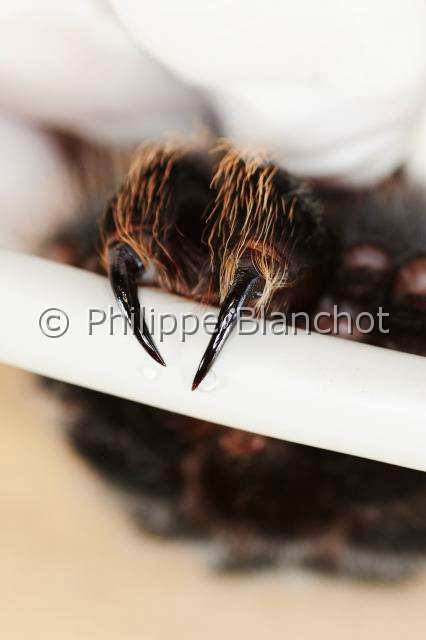 Theraphosidae_6194.JPG - France, Paris (75), Muséum national d'Histoire naturelle, manipulation et prélèvement de venin de mygale, Brachypelma albopilosum (Theraphosidae), manipulation and sampling on a tarantula venom