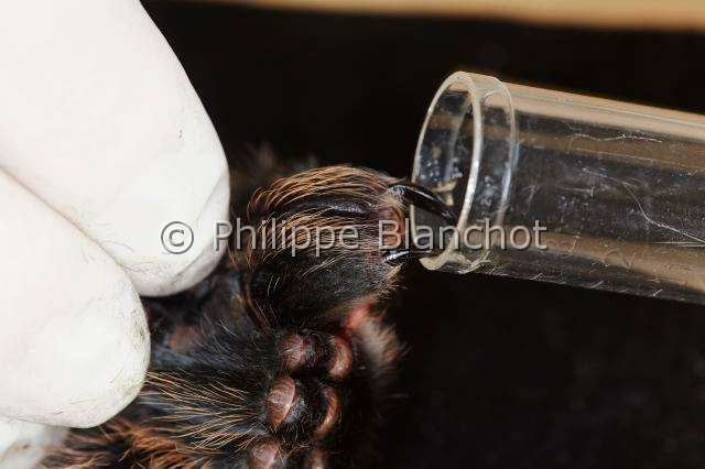 Theraphosidae_6218.JPG - France, Paris (75), Muséum national d'Histoire naturelle, manipulation et prélèvement de venin de mygale, Brachypelma albopilosum (Theraphosidae), manipulation and sampling on a tarantula venom