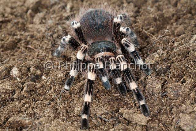 Theraphosidae_7713.JPG - Brésil, Araneae, Mygalomorphae, Theraphosidae, Mygale (Acanthoscurria geniculata), Whiteknee tarantula or Brazilian giant whiteknee tarantula, in "Portraits d'araignées" de Christine Rollard et Philippe Blanchot, ed. Quae
