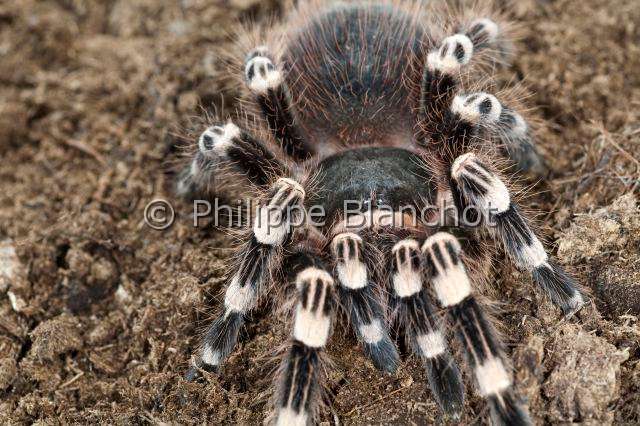 Theraphosidae_7715.JPG - Brésil, Araneae, Mygalomorphae, Theraphosidae, Mygale (Acanthoscurria geniculata), Whiteknee tarantula or Brazilian giant whiteknee tarantula