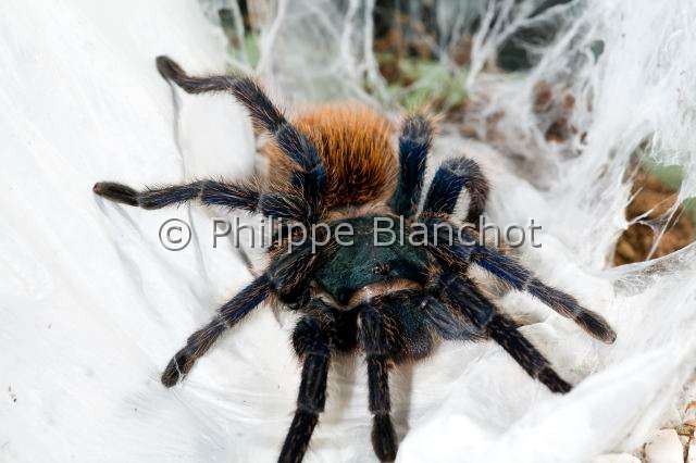Theraphosidae_7719.JPG - Venezuela Araneae, Mygalomorphae, Theraphosidae, Mygale (Chromatopelma cyaneopubescens), Greenbottle Blue Tarantula, in "Portraits d'araignées" de Christine Rollard et Philippe Blanchot, ed. Quae