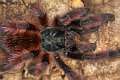 Theraphosidae_0952