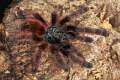 Theraphosidae_0962