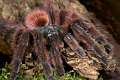 Theraphosidae_1018