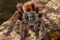 Theraphosidae_1046