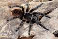 Theraphosidae_1611