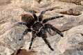 Theraphosidae_1614
