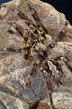 Theraphosidae_1635
