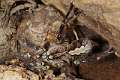 Theraphosidae_1650