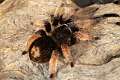 Theraphosidae_1664