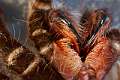 Theraphosidae_4366