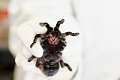 Theraphosidae_6139