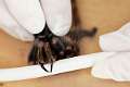 Theraphosidae_6176
