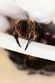Theraphosidae_6194