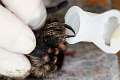 Theraphosidae_6231
