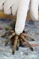 Theraphosidae_6315