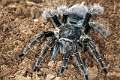 Theraphosidae_7674